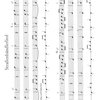 SCHOTT&Co. LTD AUS FREMDEN LAENDERN 1                  recorder trios
